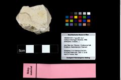 Foto (Objekt + Etikett) von Coelopus hoheneggeri (Moericke, 1889)  (NHMW-GEO-1990-0041-0413)